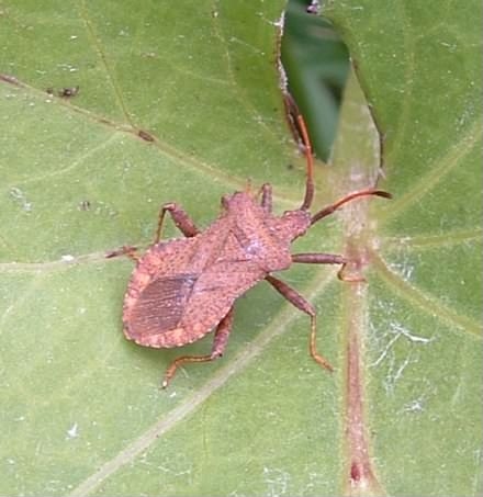 Dock Leaf Bug - Coreus Marginatus, click for a larger image
