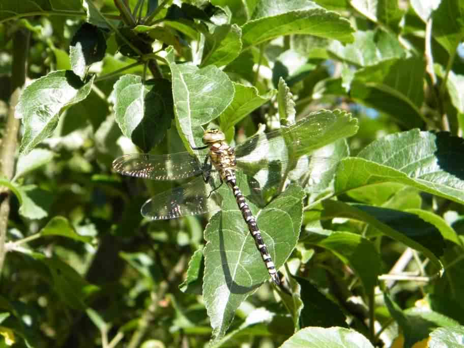 Female Southern Hawker - Aeshna cyanea, click for a larger image