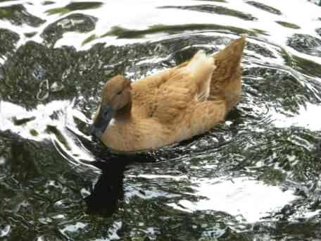 Buff Orpington - Anas platyrhynchos domesticus, species information page