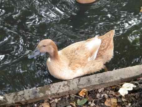 Buff Orpington - Anas platyrhynchos domesticus, click for a larger image