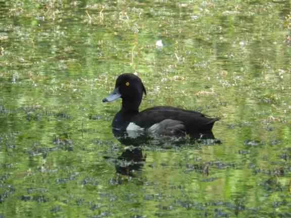 Tufted duck - Aythya fuligula, click for a larger image