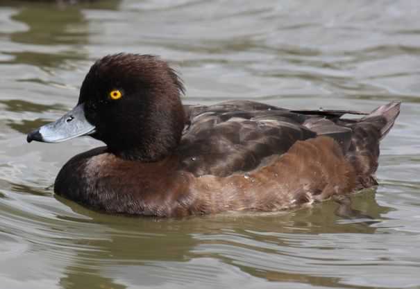 Tufted duck - Aythya fuligula, click for a larger image, photo licensed for reuse CCBYSA2.5