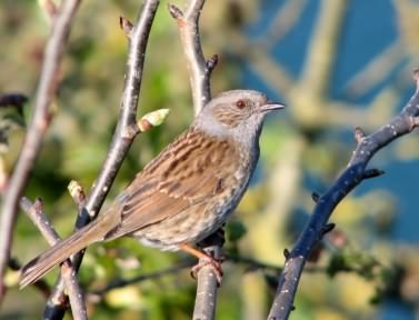 Dunnock - Prunella modularis, click for a larger image, photo licensed for reuse CCA3.0