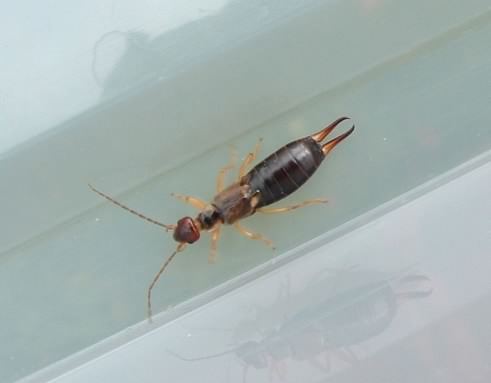 European Earwig - Forficula auricularia, click for a larger image