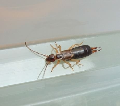 European Earwig - Forficula auricularia, click for a larger image