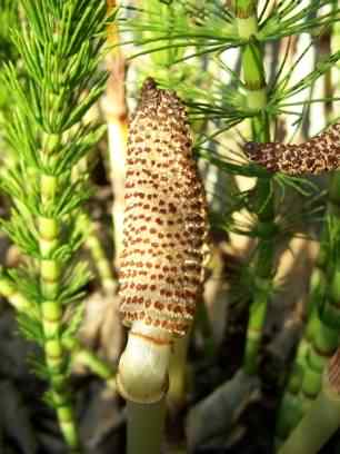 Great Horsetail - Equisetum telmateia, click for a larger image, photo licensed for reuse CCASA3.0