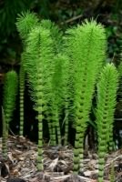 Great Horsetail - Equisetum telmateia, click for a larger image, photo licensed for reuse CCASA3.0