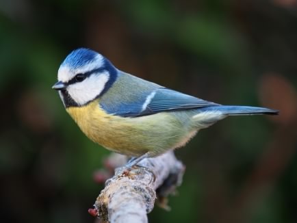 Blue Tit - Cyanistes caeruleus, click for a larger image, photo licensed for reuse CCASA3.0