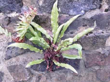 Hart's-tongue - Asplenium scolopendrium, click for a larger image