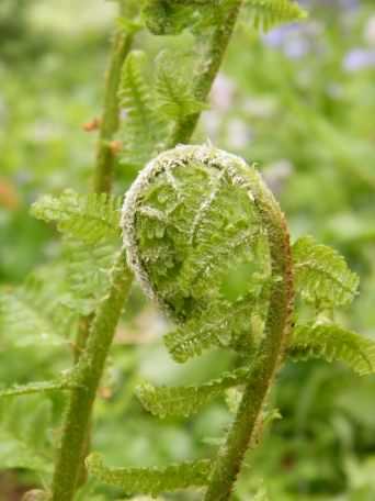 Male Fern - Dryopteris filix-mas agg., click for a larger image