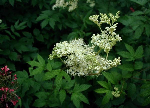 Meadowsweet - Filipendula ulmaria, click for a larger image, photo licensed for reuse CCBY3.0