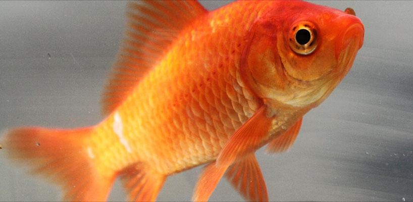 Common Goldfish - Carassius auratus, click for a larger image, photo licensed for reuse photo is in the public domain