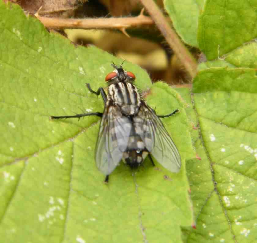 Flesh Fly - Sarcophaga ssp., click for a larger image