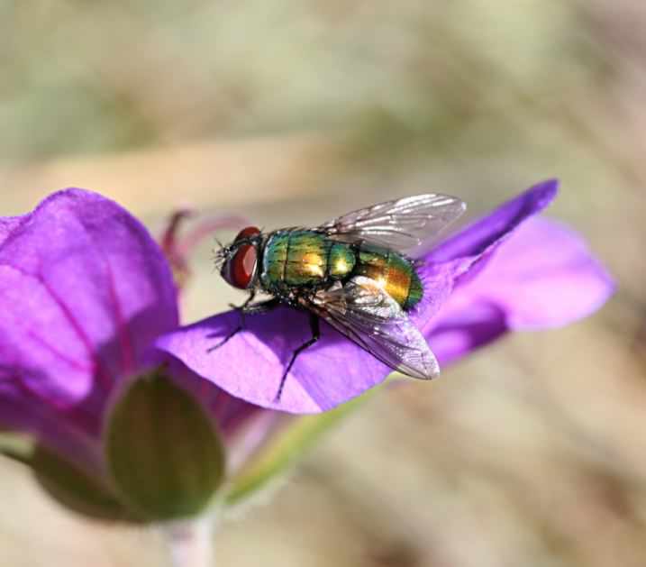 Green Bottle Fly - Lucilia sericata, click for a larger image, image is in the public domain