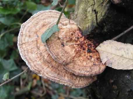 Alder Bracket - Inonotus radiatus, click for a larger image