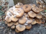 Honey Fungus - Armillaria mellea species information page