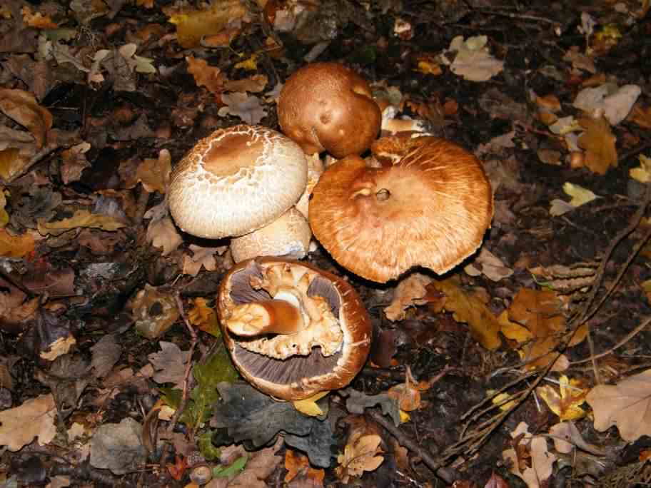 Blushing Wood Mushroom - Agaricus silvaticus, click for a larger image