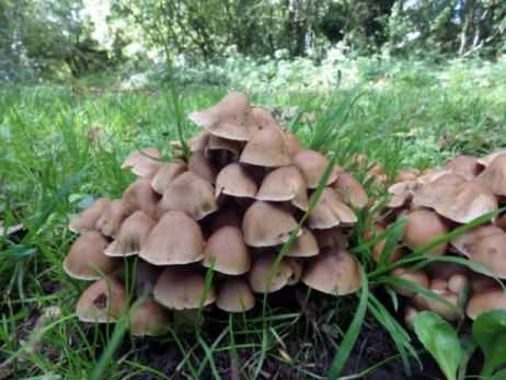 Clustered Brittlestem - Psathyrella multipedata, one of our new species, click for a larger image