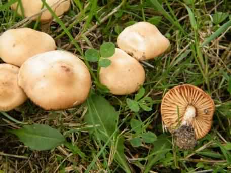 Fairy Ring Mushroom - Marasmius oreades, click for a larger image