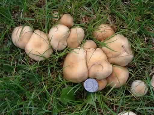 Fairy Ring Mushroom - Marasmius oreades species information page