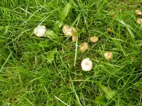 Fairy Ring Mushroom - Marasmius oreades, click for a larger image, photo licensed for reuse