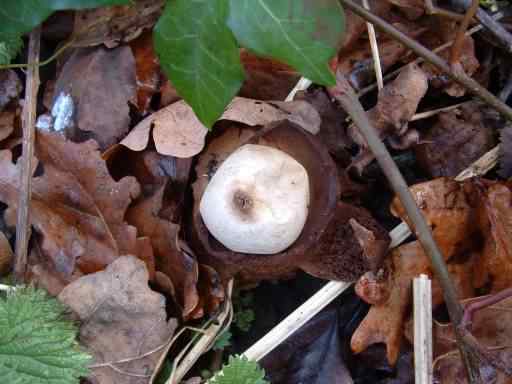 Collared Earthstar - Geastrum triplex