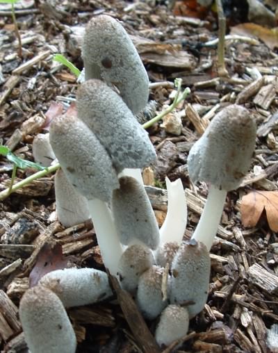 Hare's foot Inkcap or Woolly Inkcap - Coprinus lagopus species information page