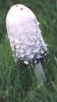 Shaggy Inkcap - Coprinus comatus