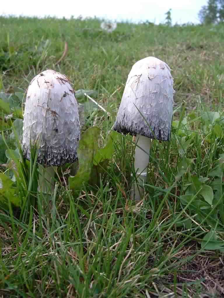 Shaggy Inkcap - Coprinus comatus, click for a larger image