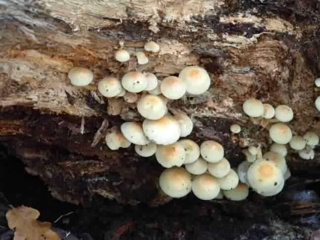 Sulphur Tuft - Hypholoma fasciculare species information page