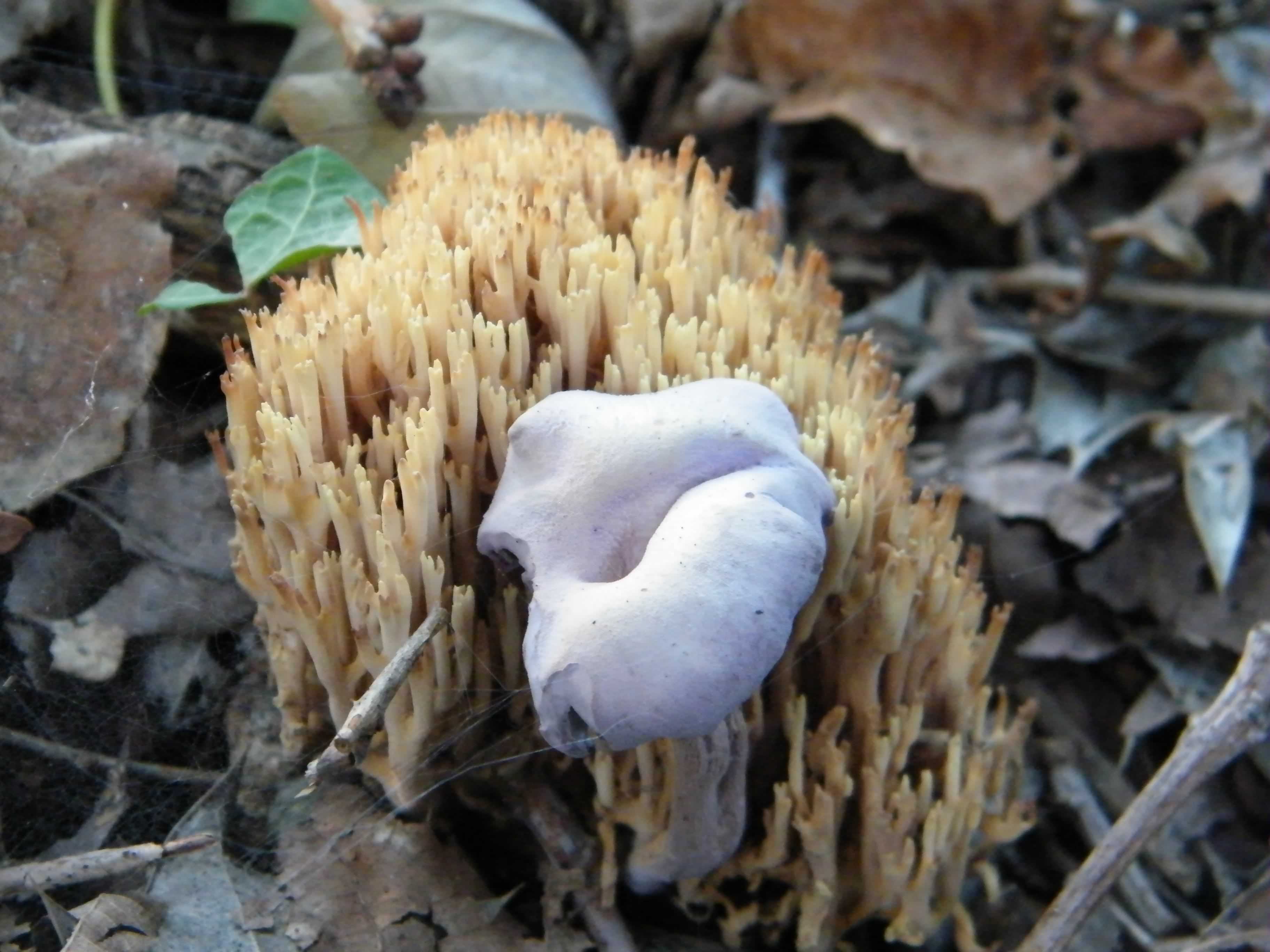 The Goblet - Pseudoclitocybe cyathiformis species information page