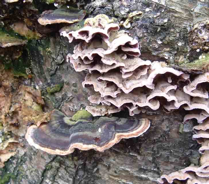 Turkeytail - Trametes versicolor, click for a larger image