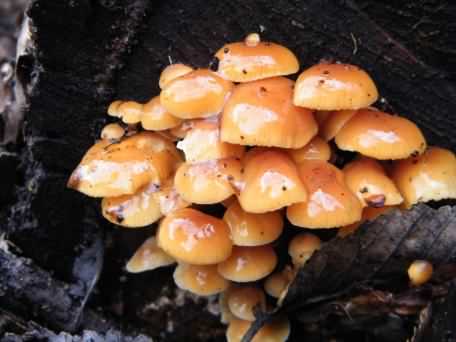 Velvet shank - Flammulina velutipes species information page