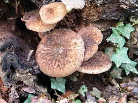 Velvet Shield - Pluteus umbrosus species information page