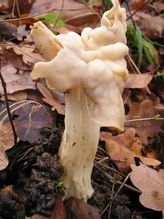 White Saddle - Helvella crispa, click for a larger image, photo licensed for reuse CCASA3.0]