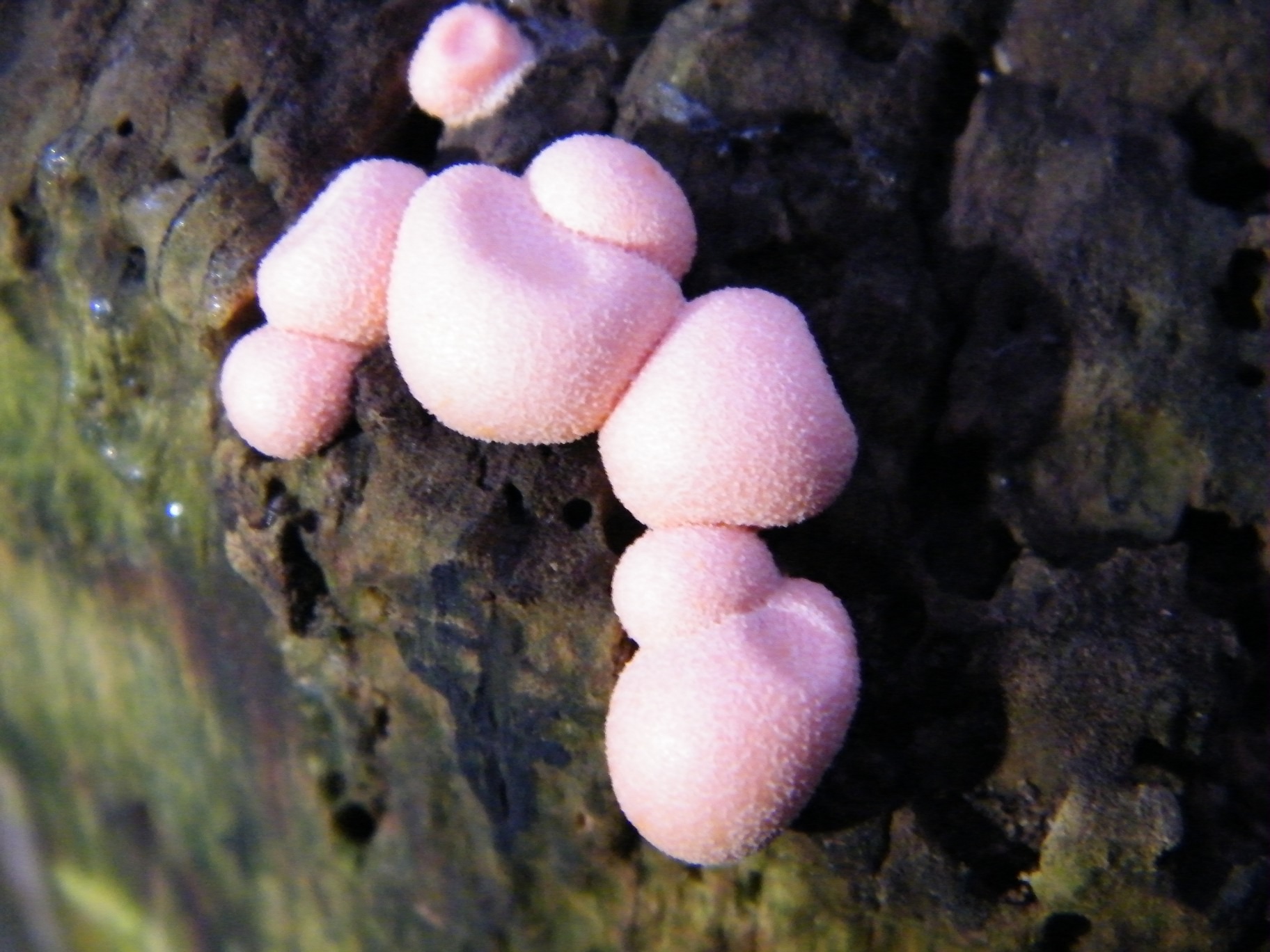 Wolf's Milk slime mould - Lycogala epidendrum, species information page