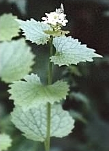 Garlic Mustard - Alliaria petiolata, species information page