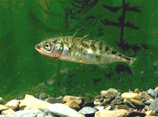 Three-spined stickleback - Gasterosteus aculeatus, species information page