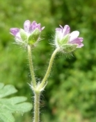 Small Flowered Geranium - Geranium pusillum, click for a larger image, licensed for reuse NCSA3.0