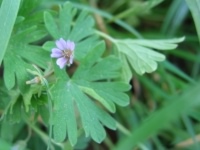 Small Flowered Geranium - Geranium pusillum, click for a larger image, photo licensed for reuse CCASA3.0