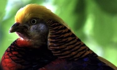 Golden pheasant - Chrysolophus pictus, click for a larger image, ©2017 zoejayne.photography