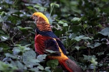 Golden pheasant - Chrysolophus pictus, click for a larger image, ©2017 zoejayne.photography