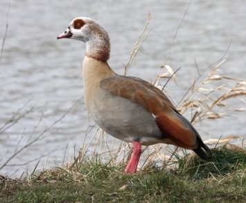 Egyptian Goose - Alopochen aegyptiaca, click for a larger image, photo licensed for reuse CCASA2.5