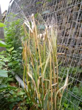 Wild Barley - Hordeum vulgare, species information page
