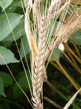Barley - Hordeum vulgare, click for a larger image, licensed for reuse NCSA3.0