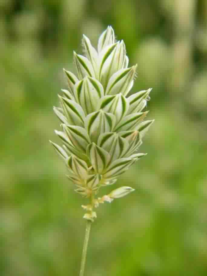 Canary grass - Phalaris canariensis, species information page