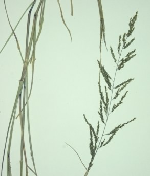 Creeping Bent - Agrostis stolonifera, species information page, species information page, licensed for reuse NCSA3.0