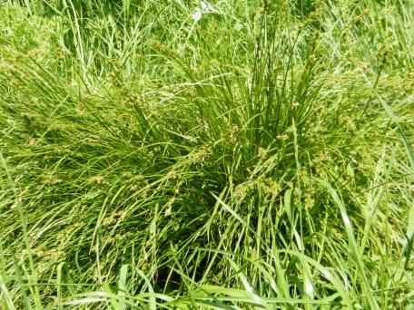 Hairy Sedge - Carex hirta, species information page, image is in the public domain