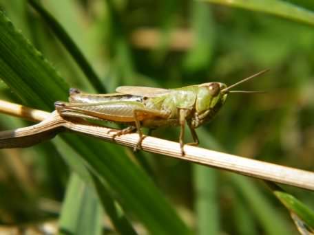 Meadow Grasshopper (Male) - Chorthippus parallelus, click for a larger image