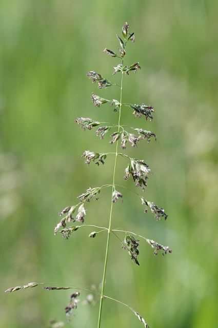 Rough Meadow-grass - Poa trivialis, click for a larger image, photo licensed for reusev